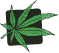 Logo La Ferme du CBD